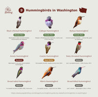 An infographic titled '9 Hummingbirds in Washington' from Pop Birding, displaying nine different hummingbird species with photos, breeders, resident status, and acceptance records arranged in a 3x3 grid on a beige background. hummingbird timing chart