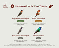 All 4 types of hummingbirds in West Virginia, grouped by how common each is — from Ruby-throated Hummingbird down to the state's rare Black-chinned and Mexican Violetear hummingbird timing chart