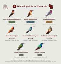 Species grid of the 8 hummingbirds documented in Wisconsin — Ruby-throated (breeds here), Rufous (fall visitor), Anna's (rare visitor), and five historic records including Green-breasted Mango and Mexican Violetear — each shown with a photo and status label, by Pop's Birding. hummingbird timing chart