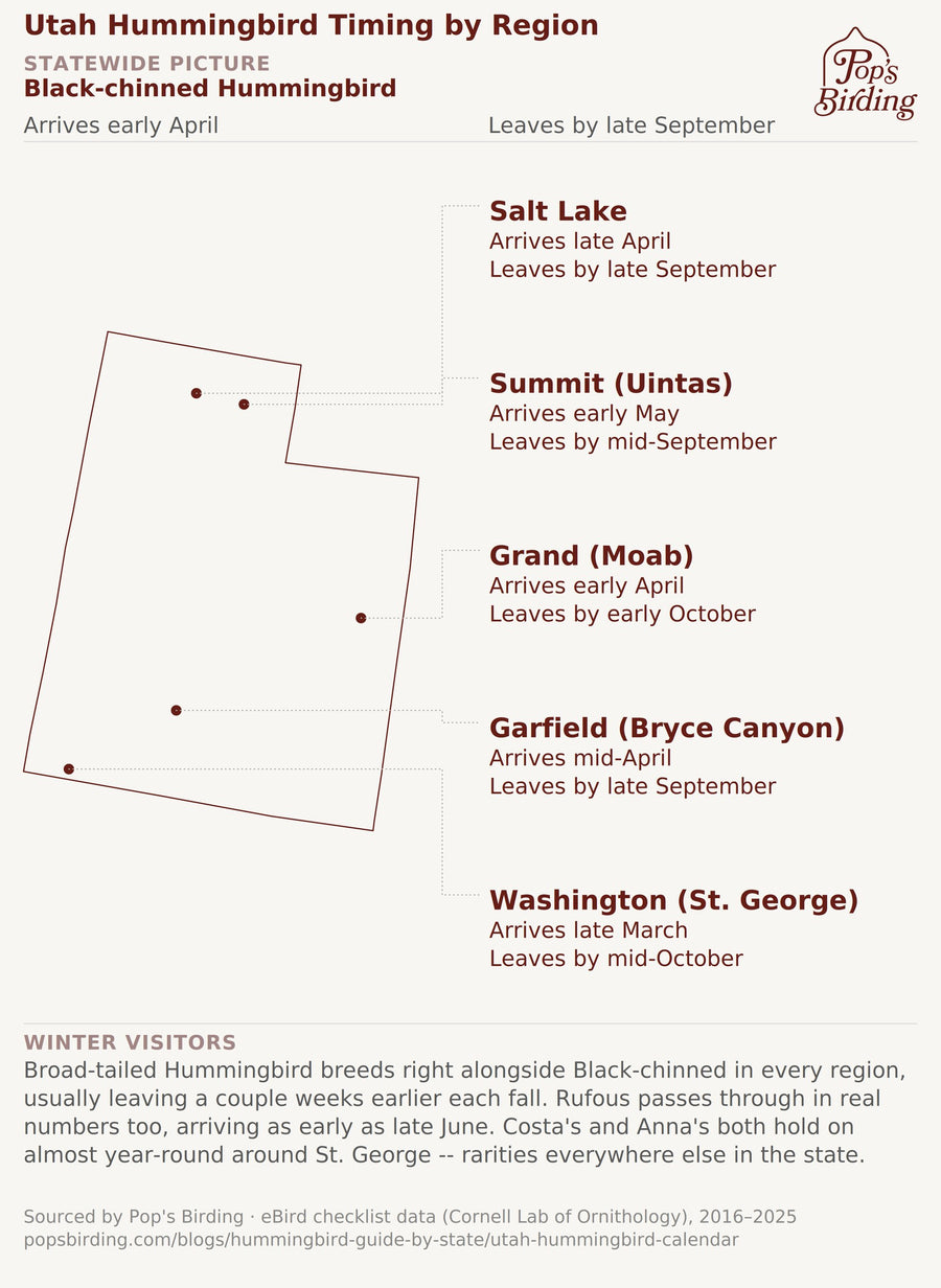 Map of Utah hummingbird arrival/departure timing by region, eBird 2016-2025. Statewide (Black-chinned): early April-late Sept. Salt Lake: late April-late Sept. Summit/Uintas: early May-mid-Sept. Grand/Moab: early April-early Oct. Garfield/Bryce: mid-April-late Sept. Washington/St. George: late March-mid-Oct. Broad-tailed breeds alongside Black-chinned, leaving a couple weeks earlier. Rufous passes through from late June. Costa's and Anna's hold on almost year-round near St. George, rarities elsewhere. hummingbird timing chart