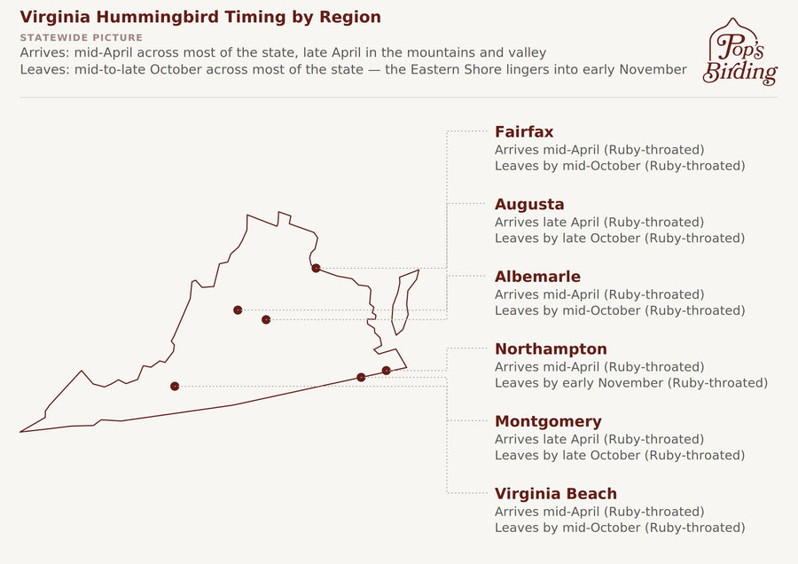 Map showing when hummingbirds arrive and leave in each Virginia region — Fairfax, Augusta, Albemarle, Northampton, Montgomery, and Virginia Beach. Ruby-throated Hummingbird is Virginia's only genuine migratory breeder, so timing is driven by the same species everywhere; Northampton on the Eastern Shore is the one region that lingers into November while the rest of the state empties out by mid-to-late October. hummingbird timing chart
