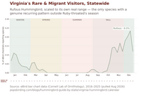 A line chart titled 'Virginia's Rare & Migrant Visitors, Statewide (2016-2025)' showing the percentage of bird checklists reporting species over time, with a Rufous Hummingbird highlighted. The chart includes seasonal color-coded background bands for winter, spring, summer, and fall, and a source credit at the bottom. hummingbird timing chart
