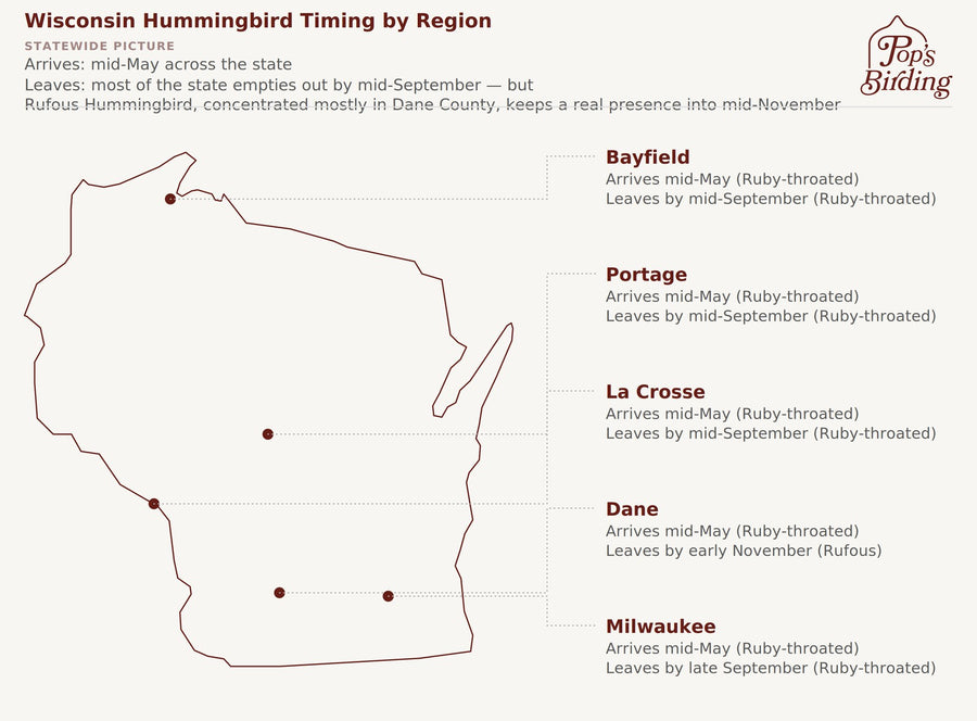Wisconsin hummingbird timing-by-region map. Statewide: arrives mid-May; most of the state leaves by mid-September, but Rufous Hummingbird keeps a presence in Dane County into early November. By region — Bayfield: mid-May to mid-September. Portage: mid-May to mid-September. La Crosse: mid-May to mid-September. Dane: mid-May to early November (Rufous). Milwaukee: mid-May to late September. hummingbird timing chart