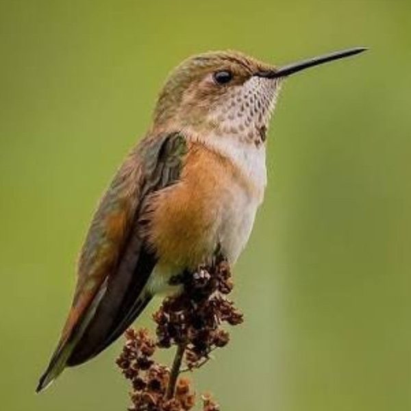 A female rufous hummingbird