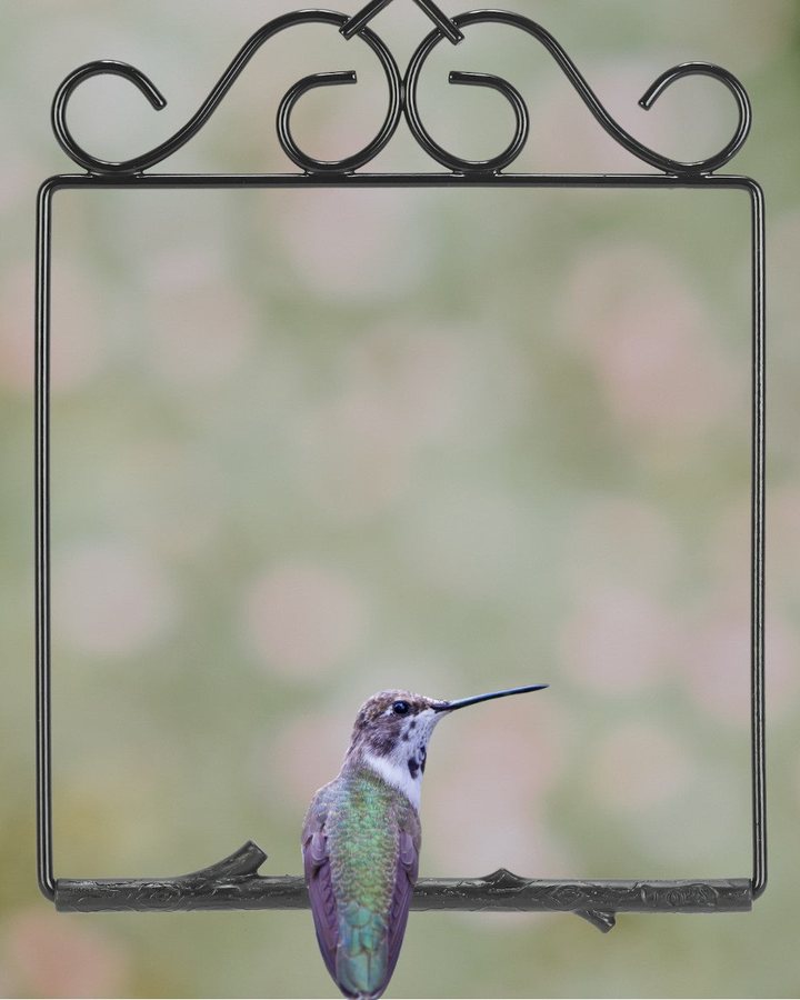 A hummingbird perched on a Pop’s Original Series swing in Onyx in Redlands, California