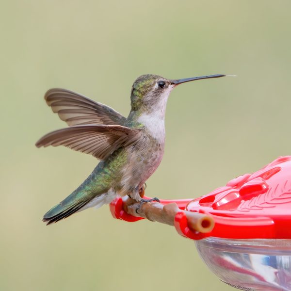 A hummingbird with wings raised on a Pop&rsquo;s AspenPerch feeder