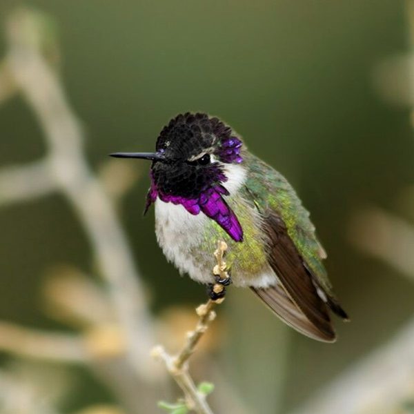 A Costa&rsquo;s hummingbird perched on a branch