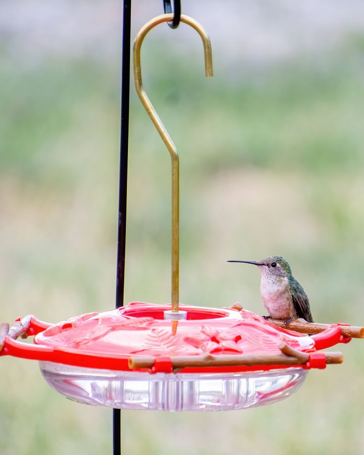 A hummingbird perched on an AspenPerch feeder in Idaho Falls, Idaho