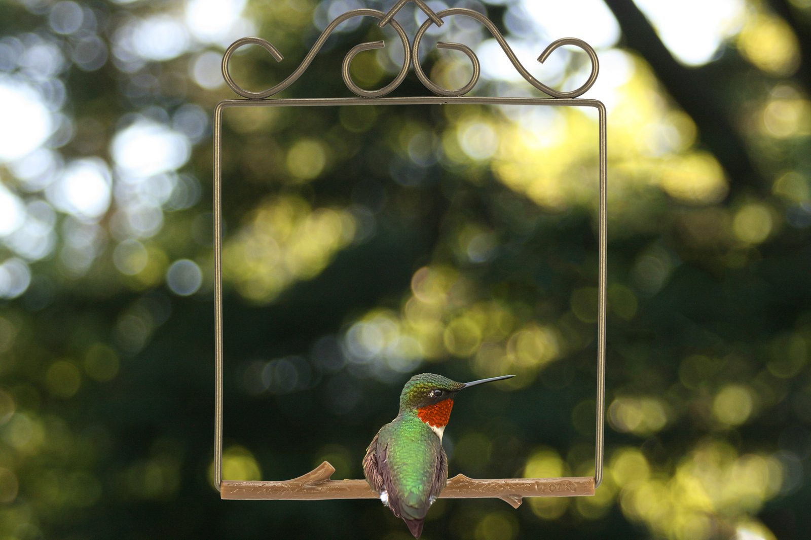 A ruby-throated hummingbird perched on a Pop's Original Series swing